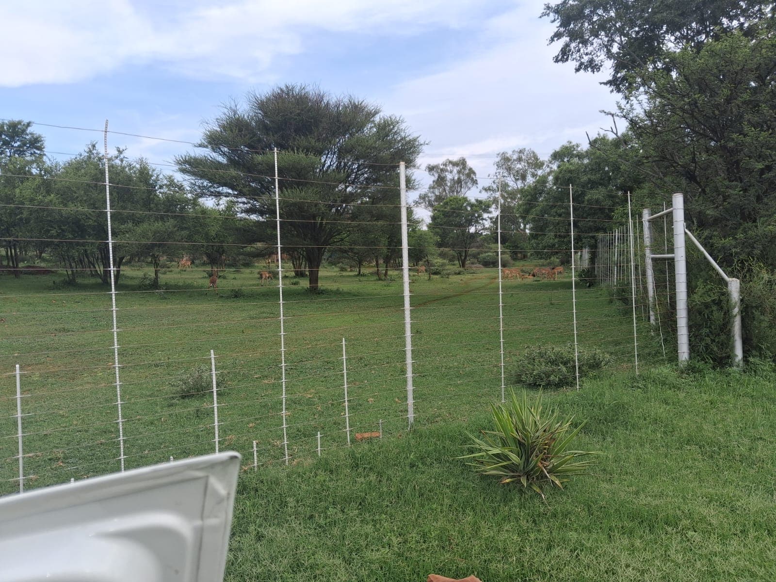 Tall wire fence encloses a grassy savanna field with grazing antelope and scattered acacia trees.